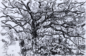 Normandie - Waldweg bei Saint-Germain-des-Vaux